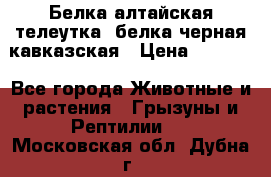 Белка алтайская телеутка, белка черная кавказская › Цена ­ 5 000 - Все города Животные и растения » Грызуны и Рептилии   . Московская обл.,Дубна г.